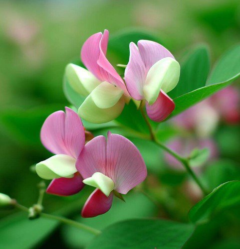 Lotus Tetragonolobus Squarepod Deervetch Flower Seeds Attractive Flowers Easy to Grow