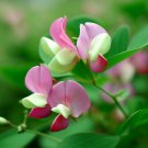 Lotus Tetragonolobus Squarepod Deervetch Flower Seeds Attractive Flowers Easy to Grow