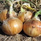 Yellow Granex Prr F1 Hybrid Onion Short Day Allium Cepa Vegetable Seeds Easy to Grow
