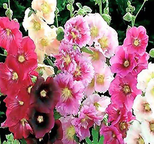 Alcea Rosea Hollyhock Single Mixed Flower Seeds Tall And Majestic Colorful Easy to Grow