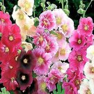 Alcea Rosea Hollyhock Single Mixed Flower Seeds Tall And Majestic Colorful Easy to Grow