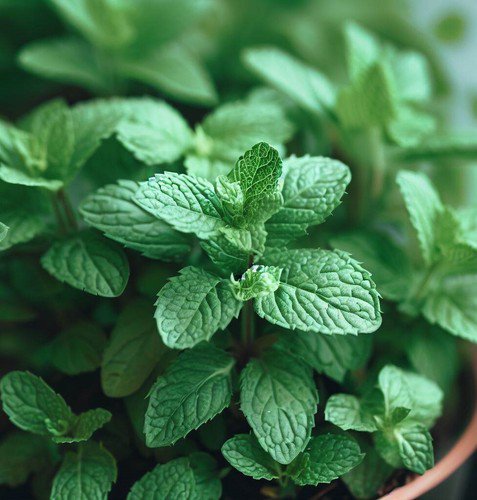 Mint Peppermint Mentha Piperita Herb Seeds  Grower Cooling Sensation Easy to Grow