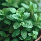 Mint Peppermint Mentha Piperita Herb Seeds  Grower Cooling Sensation Easy to Grow