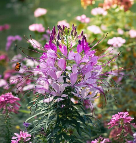 Cleome Serrulata Rocky Mountain Beeplant Flower Seeds Tall And Graceful Easy to Grow