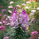 Cleome Serrulata Rocky Mountain Beeplant Flower Seeds Tall And Graceful Easy to Grow