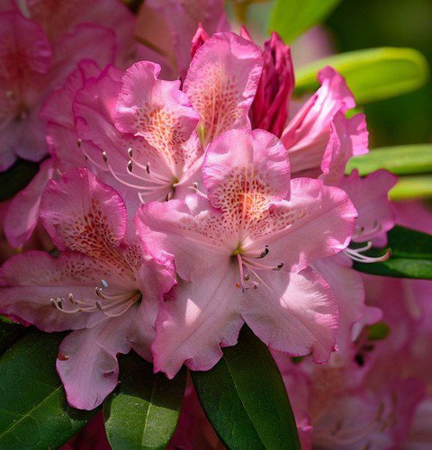 Rhododendron Maximum Great Laurel Tree Seeds Attractive And Showy Flowers Easy to Grow