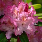 Rhododendron Maximum Great Laurel Tree Seeds Attractive And Showy Flowers Easy to Grow