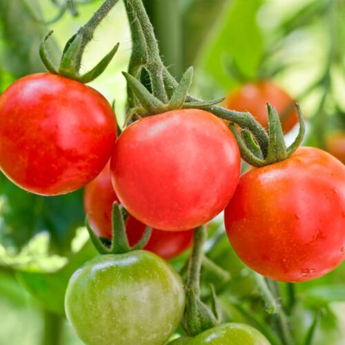 Red Cherry Large Tomato Cherry Tomato Lycopersicon Esculentum Tomato Seeds Easy to Grow