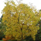 Juglans Nigra Southern Southern Black Walnut Tree Seeds Edible Nuts Easy to Grow Juglans Nigra Southern Southern Black Walnut Tree Seeds Edible Nuts Easy to Grow