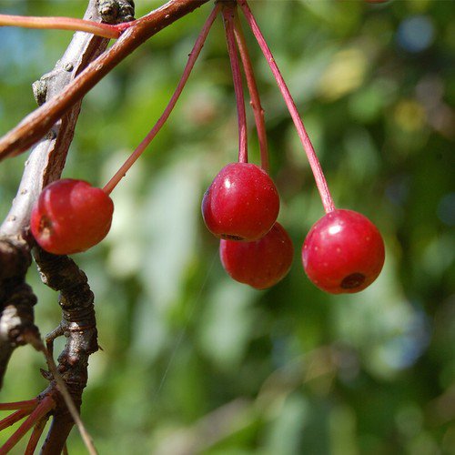 Malus Baccata Siberian Crabapple Fruit Seeds Crisp Texture Tiny And Tart Easy to Grow