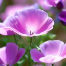 Eschscholzia Californica California Poppy Purple Purple Gleam Flower Seeds Easy to Grow