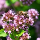 Marjoram Sweet Origanum Majorana Herb Seeds Delicate Plant Healing Herb Easy to Grow