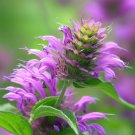 Wild Bergamot Monarda Fistulosa Herb Seeds  Easy to Grow