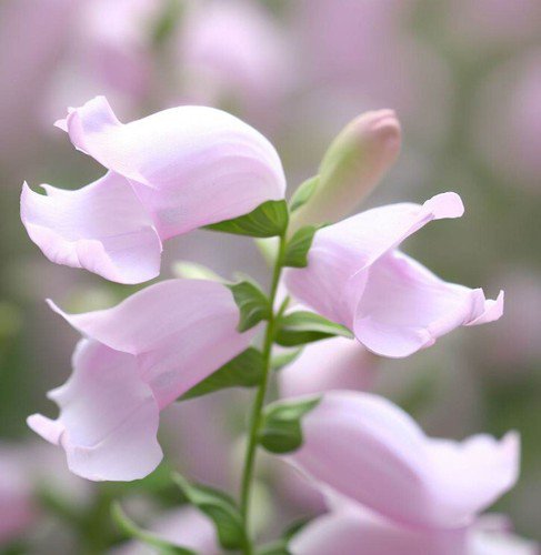 Penstemon Grandiflorus Shell Leaf Penstemon Flower Seeds Eye Catching Flowers Easy to Grow