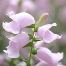 Penstemon Grandiflorus Shell Leaf Penstemon Flower Seeds Eye Catching Flowers Easy to Grow