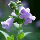 Penstemon Hirsutus Hairy Beardtongue Flower Seeds Delicate Unique Blooms Easy to Grow