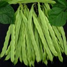 Kentucky Wonder 125 Pole Bean Phaseolus Vulgaris Vegeatable Seeds Flavorful Easy to Grow