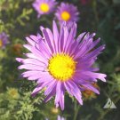 Machaeranthera Tanacetifolia Prairie Aster Flower Seeds Nectar Rich Blooms Easy to Grow