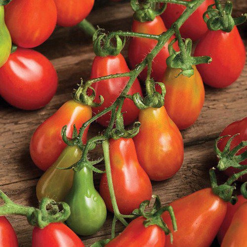 Red Pear Tomato Cherry Tomato Lycopersicon Esculentum Tomato Seeds Easy to Grow
