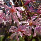 Magnolia X Loebneri Loebner Magnolia Tree Seeds Fragrant Blooms Easy to Grow