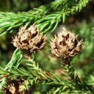 Cryptomeria Japonica Japanese Cedar Tree Seeds Distinctive Aromatic Wood Easy to Grow