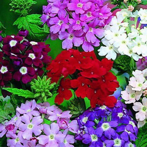 Verbena Hybrida Verbena Ideal Florist Mix Flower Seeds Vibrant Colorful Easy to Grow