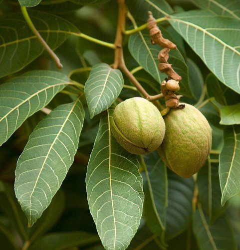 Carya Illinoinensis Pecan Wild Pecan Tree Seeds Stunning Autumn Display Easy to Grow