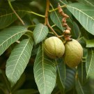 Carya Illinoinensis Pecan Wild Pecan Tree Seeds Stunning Autumn Display Easy to Grow Carya Illinoinensis Pecan Wild Pecan Tree Seeds Stunning Autumn Display Easy to Grow