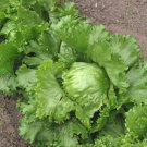 New York 12 Batavian Lettuce Lactuca Sativa Vegetable Seeds Crisp Crunchy Easy to Grow