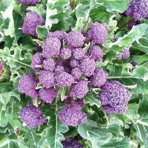 Purple Sprouting Broccoli Brassica Oleracea Vegetable Seeds Mild And Sweet Easy to Grow