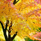 Cercidiphyllum Japonicum Japanese Katsura Tree Tree Seeds Sweet Scent In Fall Easy to Grow