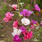 Clarkia Unguiculata Clarkia Flower Seeds Elegant Graceful Blooms Easy to Grow
