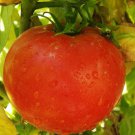 Celebrity F1 Hybrid Standard Slicing Lycopersicon Esculentum Tomato Seeds Easy to Grow