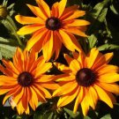 Rudbeckia Hirta Rudbeckia Dwarf Marmalade Flower Seeds Delicate Blooms Easy to Grow