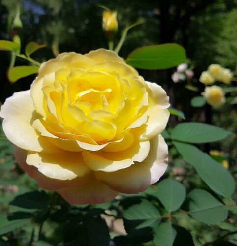Rosa Xanthina Yellow Rose Shrub Seeds Bright Yellow Blooms Hardy Resilient Easy to Grow