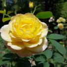 Rosa Xanthina Yellow Rose Shrub Seeds Bright Yellow Blooms Hardy Resilient Easy to Grow