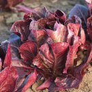 Red Romaine Romaine Lettuce Lactuca Sativa Vegetable Seeds Crisp Texture Easy to Grow