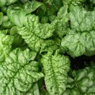 Bloomsdale Spinach Spinacia Oleracea Vegetable Seeds Cold Tolerant Easy to Grow