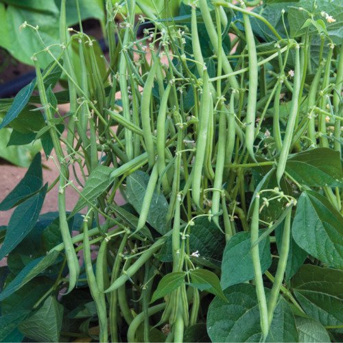 Petite Filet French Bush Bean Phaseolus Vulgaris Vegeatable Seeds Delicate Easy to Grow