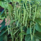 Petite Filet French Bush Bean Phaseolus Vulgaris Vegeatable Seeds Delicate Easy to Grow