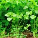Cutting Celery Apium Graveolens Vegetable Seeds Cut And Come Again Easy to Grow