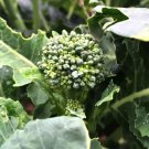 Green Sprouting Calabrese Broccoli Brassica Oleracea Vegetable Seeds Easy to Grow