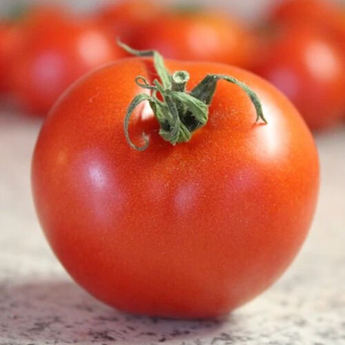 Bradley Tomato Standard Slicing Tomato Lycopersicon Esculentum Tomato Seeds Easy to Grow