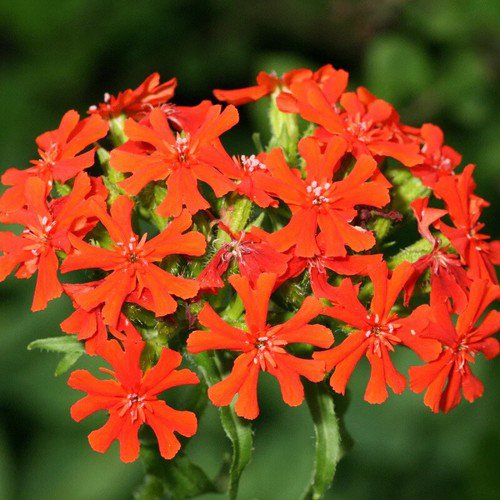 Lychnis Chalcedonica Maltese Cross Flower Seeds Attractive Nectar Rich Bloom Easy to Grow