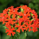 Lychnis Chalcedonica Maltese Cross Flower Seeds Attractive Nectar Rich Bloom Easy to Grow