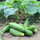 Carolina Hybrid Cucumber Hybrid Cucumis Sativus Vegetable Seeds High Yields Easy to Grow