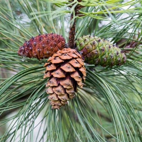 Pinus Ponderosa Ponderosa Pine Tree Seeds Aromatically Pleasant Easy to Grow