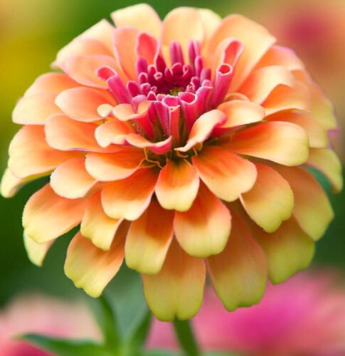 Zinnia Elegans Zinnia Dwarf Mixed Thumbelina Flower Seeds Dwarf Size Easy to Grow