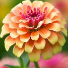 Zinnia Elegans Zinnia Dwarf Mixed Thumbelina Flower Seeds Dwarf Size Easy to Grow