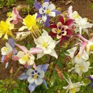 Aquilegia Caerulea 'Mckana Giants Mix' Columbine Mixed Colors Flower Seeds Easy to Grow